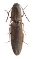 Corymbitodes dalaoshanensis