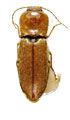 Craspedostethus dilutus