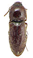 Craspedostethus ferrugineus
