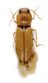 Craspedostethus flavescens