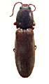 Crepidophorus expolitus