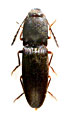 Crepidophorus mutilatus