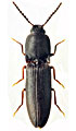 Crepidophorus mutilatus