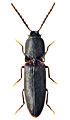 Crepidophorus mutilatus