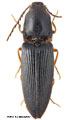 Crepidophorus rufiventris