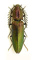 Ctenicera bonomii