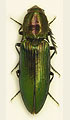 Ctenicera bosnica