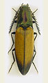 Ctenicera cuprea