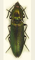 Ctenicera doderoi