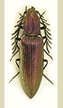 Ctenicera heyeri