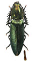 Ctenicera kiesenwetteri