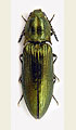 Ctenicera pectinicornis