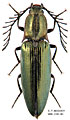 Ctenicera pectinicornis