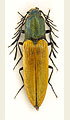 Ctenicera virens