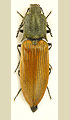 Ctenicera virens