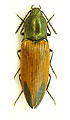 Ctenicera virens