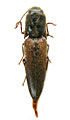 Ctenoplus cateianus