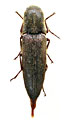 Ctenoplus deceptus