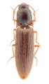 Ctenoplus fujianensis