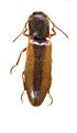 Dalopius exilis