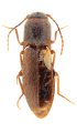 Dalopius henanensis