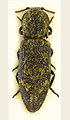 Danosoma conspersa