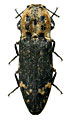 Danosoma fasciatum