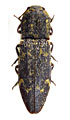 Danosoma fasciatum