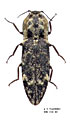 Danosoma fasciatum