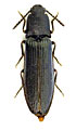 Denticollis borealis