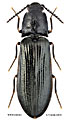 Denticollis borealis