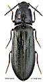 Denticollis borealis