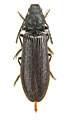 Denticollis cinctus