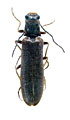 Denticollis dilutiangulus