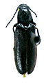 Denticollis erebus