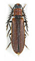 Denticollis flabellatus