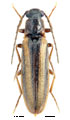 Denticollis formosus