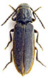 Denticollis jacobsoni