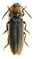 Denticollis jacobsoni