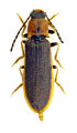 Denticollis linearis