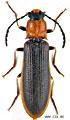 Denticollis linearis