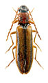 Denticollis parallelicollis