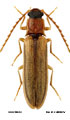 Denticollis parallelicollis