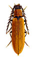 Denticollis rubens