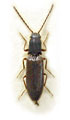 Denticolloides paradoxus