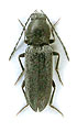 Dicronychus aenescens