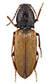 Dicronychus berrai