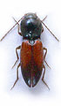 Dicronychus bicolor