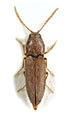 Dicronychus blandus