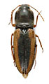 Dicronychus brancuccii